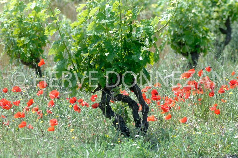 1890_50006_CEP_COQUELICOT