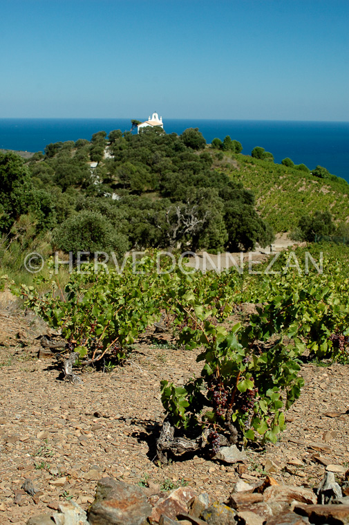 1964-34105_BANYULS_SALETTE