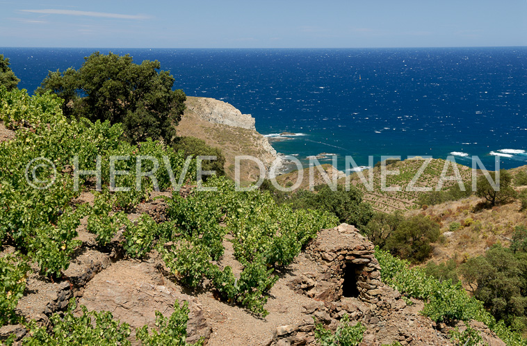 1971_4791BANYULS_CASOT_PI