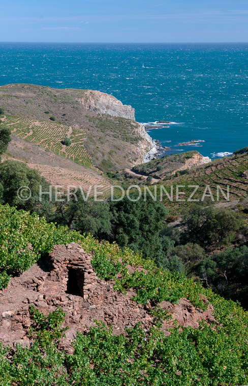 2089-52101-BANYULS_CASOT_VIGNES_