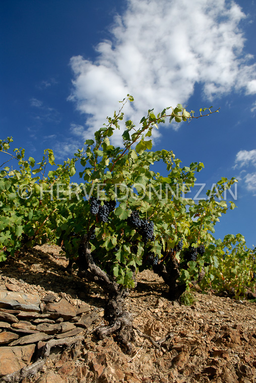 2116_52050_BANYULS_TERRASSE_CEP