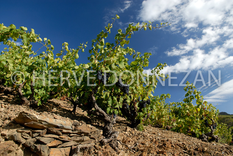 2118-_52067_BANYULS_TERRASSES_CEP