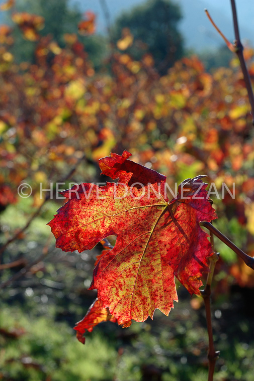 2123_35168VIGNES_AUTOMNE