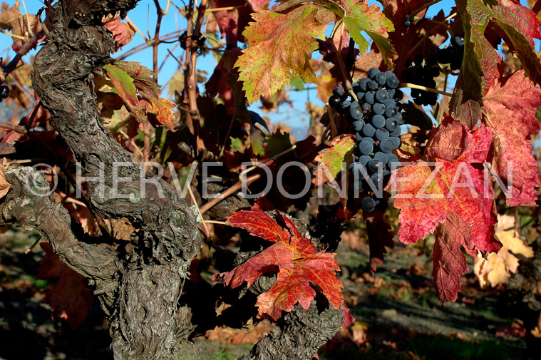 2125_35186_CEP AUTOMNE