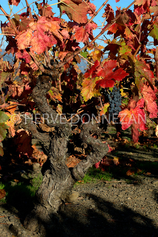 2126_35195_CEP AUTOMNE