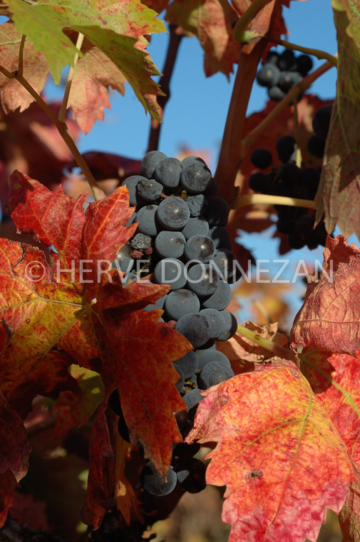 2127_35177_VIGNE_GRAPPE AUTOMNE