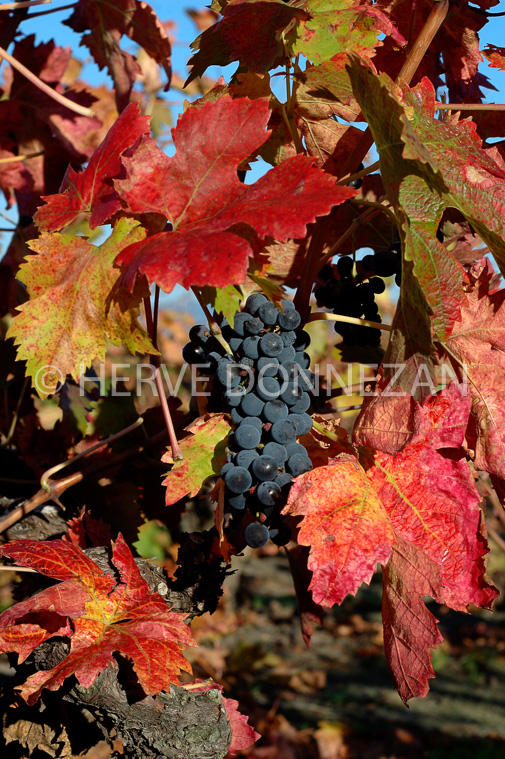 2128_35190_RAISIN_CEP_AUTOMN