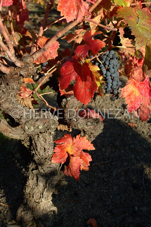 2130_35223_VIGNES_AUTOMNE_RAISIN