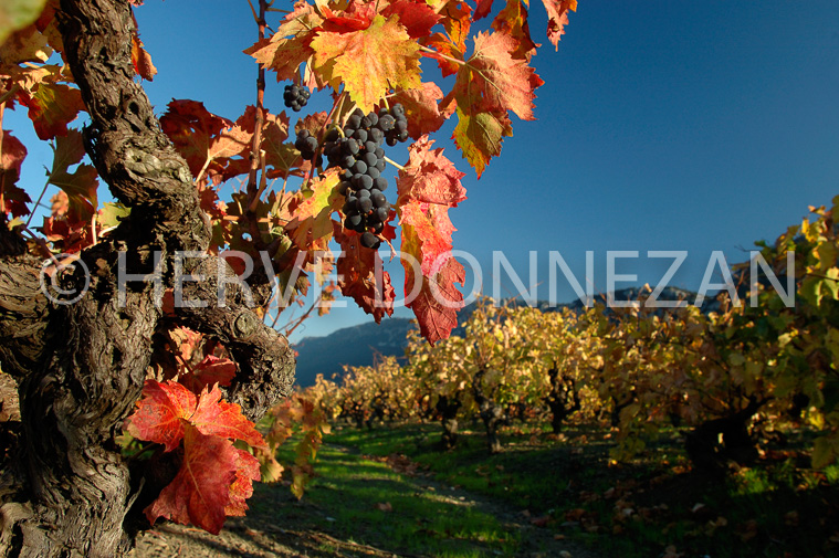 2131-35241_VIGNES AUTOMNE