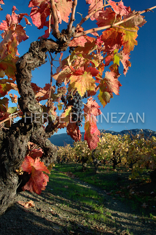 2132_35242VIGNE_AUTOMNE_RAISIN