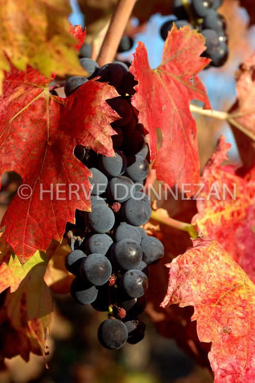 2133_35245_VIGNES_AUTOMNE