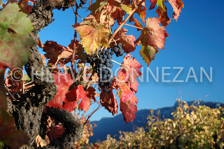 2134_35252_AUTOMNE_CEP_RAISIN