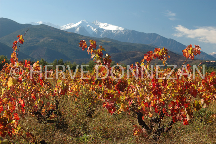 2135-35317_VIGNES_AUTOMNE_CANIGOU