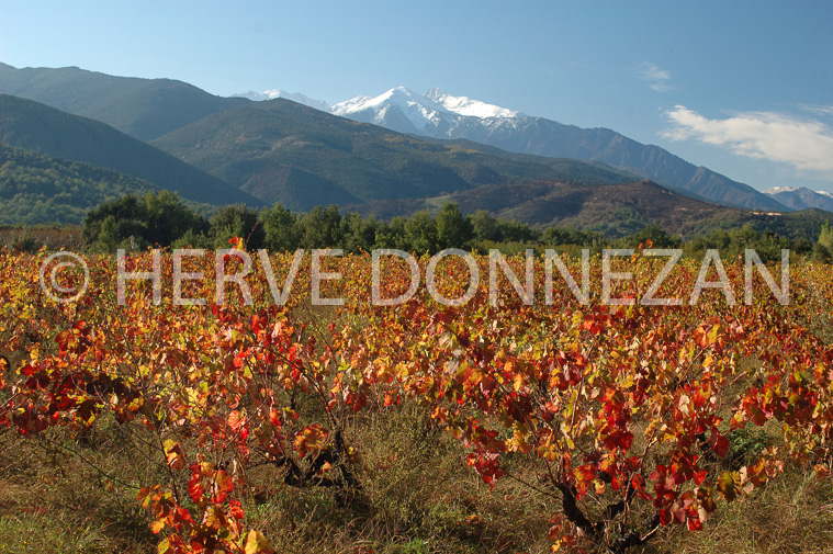 2136-35318_AUTOMNE_VIGNES_CANIGOU