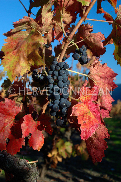 2137_35255_VIGNES_AUTOMNE_RAISIN