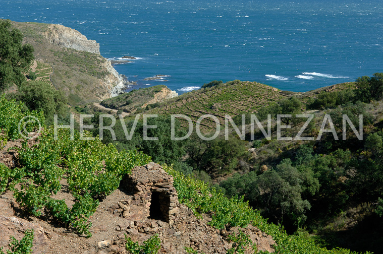 2154_52118_BANYULS CASOT_