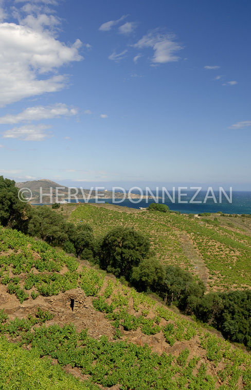 2166_52142_BANYULS CASOT_