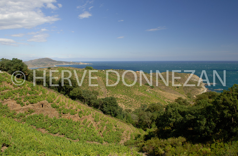 2167_52146_BANYULS CASO