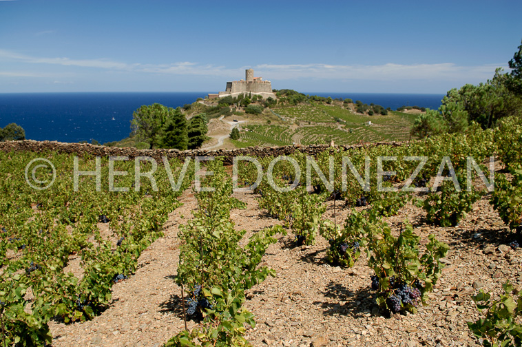 2173_52220_VIGNES ST ELME