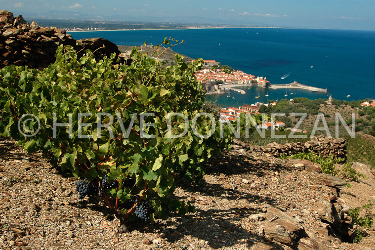 2336_33401_COLLOURE_VIGNE