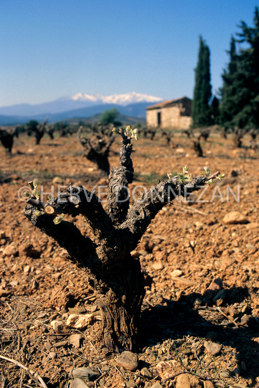 2344_44277_ASPRES CASOT CANIGOU