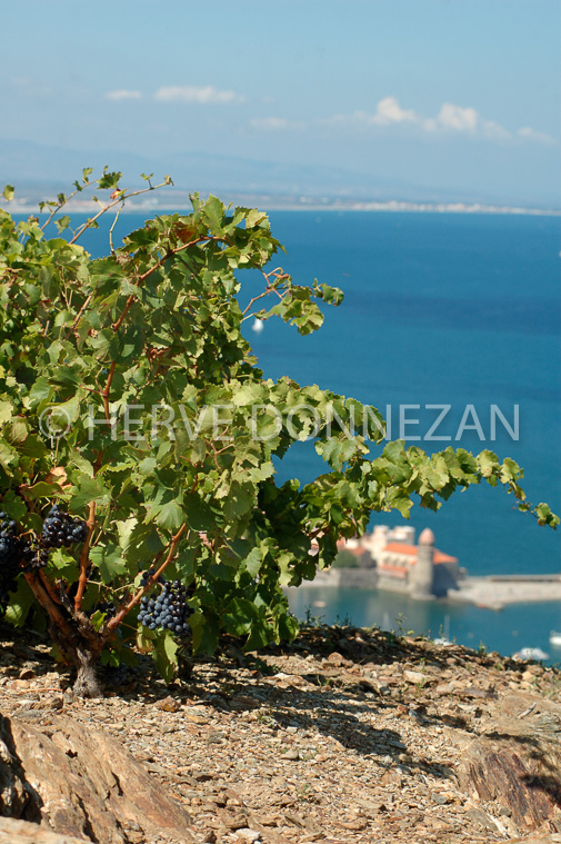 2368_33377_COLLIOURE_CEP