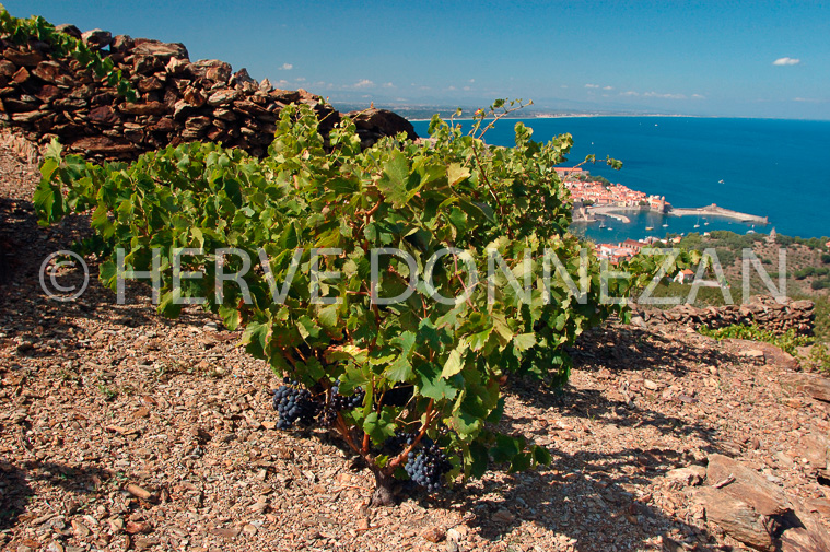 2368_33395_COLLIOURE_CEP