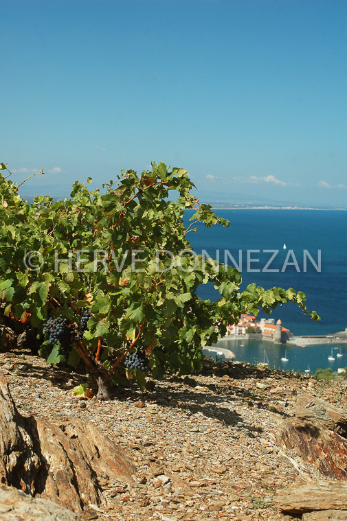 2373_33361_COLLIOURE_CEP_MER