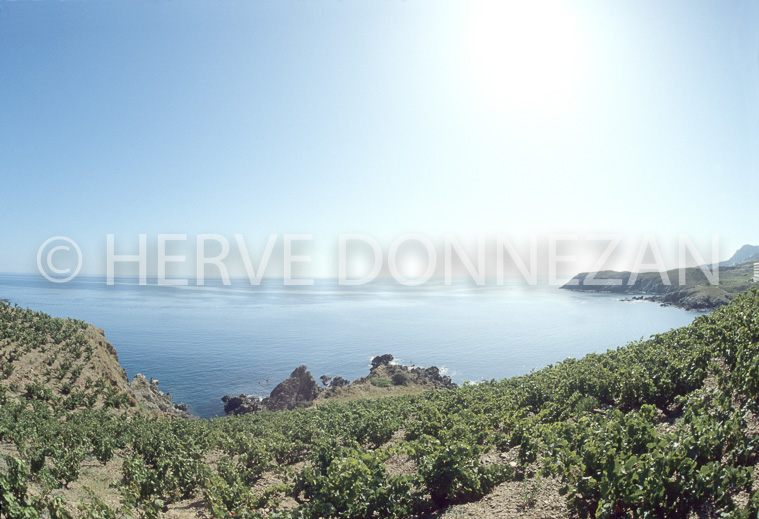 2379_60206_BANYULS