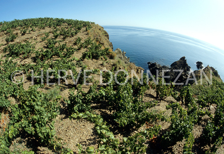 2380_3984_BANYULS_VIGNES