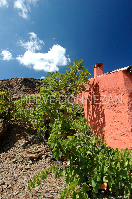 2398_33331_CASOT ROSE_