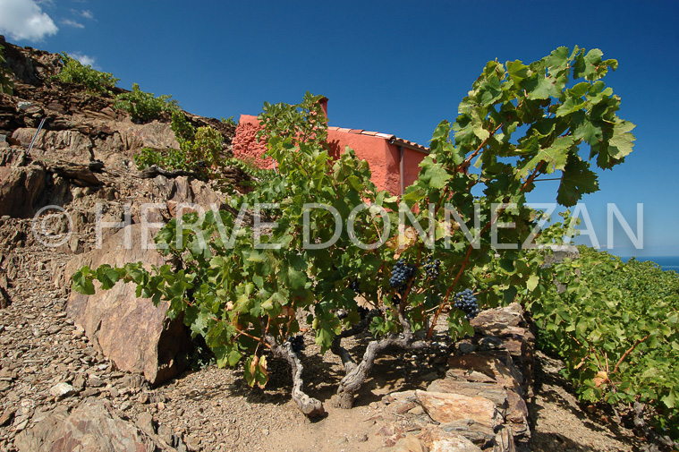 2399_33326_CASOT_ROSE