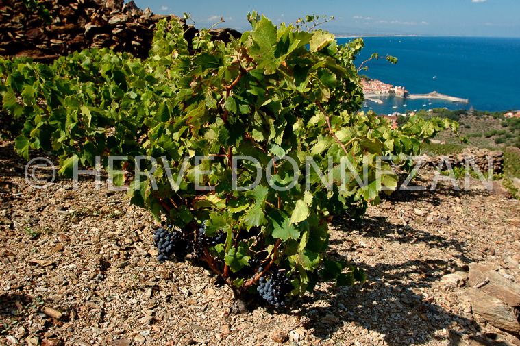 2407_33393_COLLIOURE_CEP