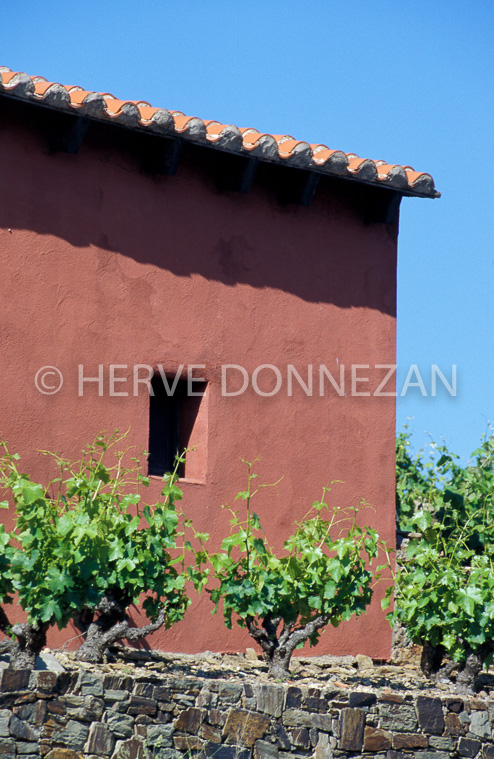2413_26519_CASOT_ROSE_