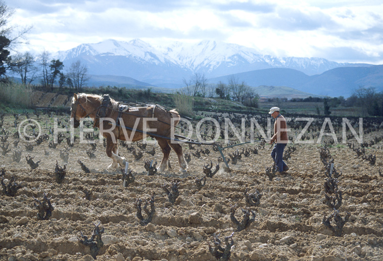 2455_47973_LABOUR_CANIGOU_