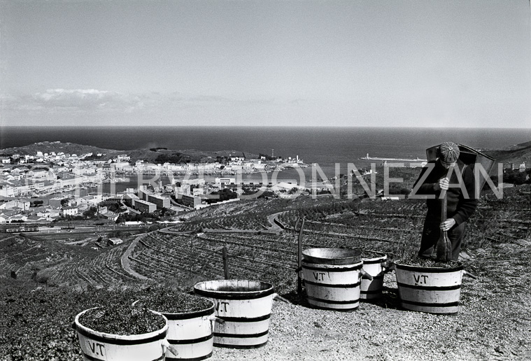 2456_66026_PORT_VENDRES_VENDANGES
