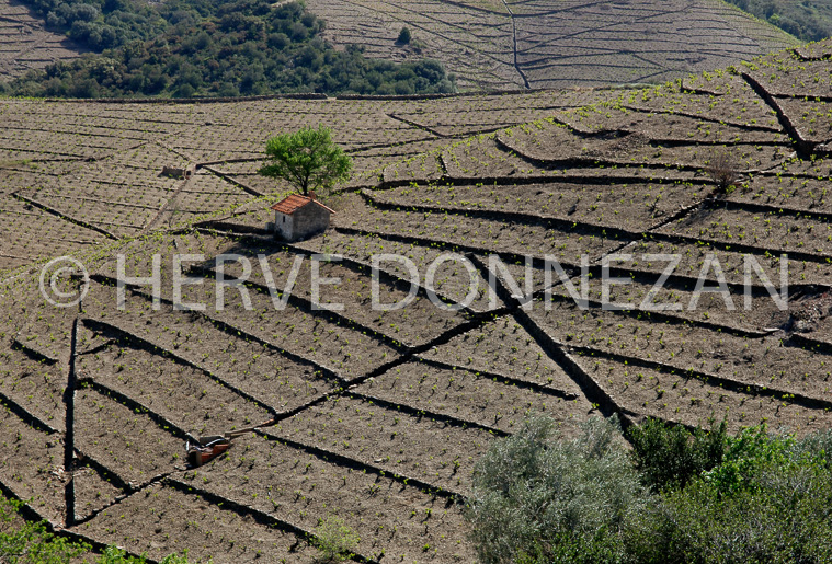 2486_49207_BANYULS_CASOT_