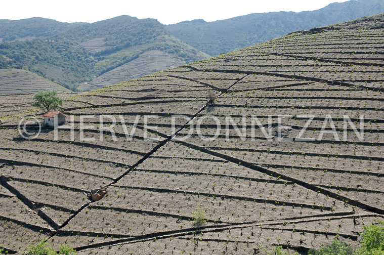 2584_49190_BANYULS_CASOT_