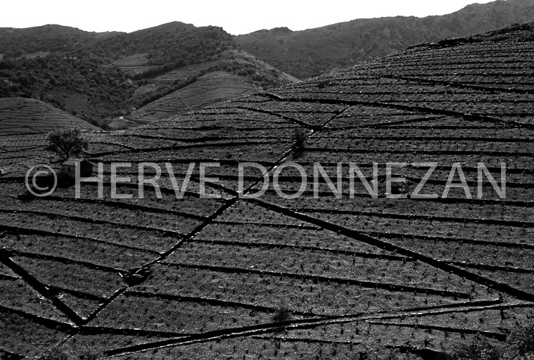 2584_49190_BANYULS_CASOT_B