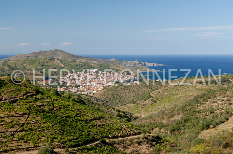 2618_52047_BANYULS_BEAR