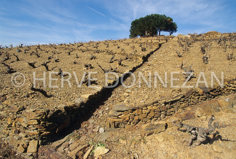 2628_61849_BANYULS_VIGNES_TERRASSES