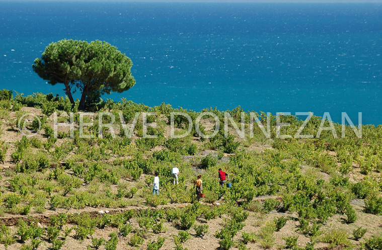 2639_34101_BANYULS_VENDANGES