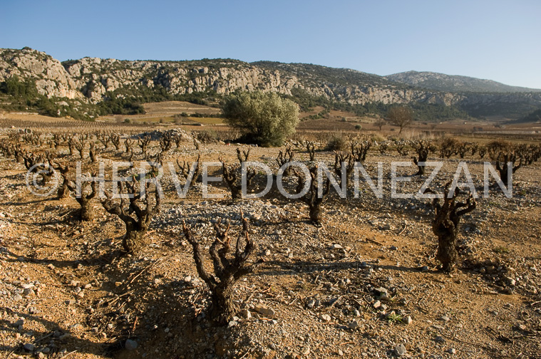 2663_61842_VIGNES_OLIVIER