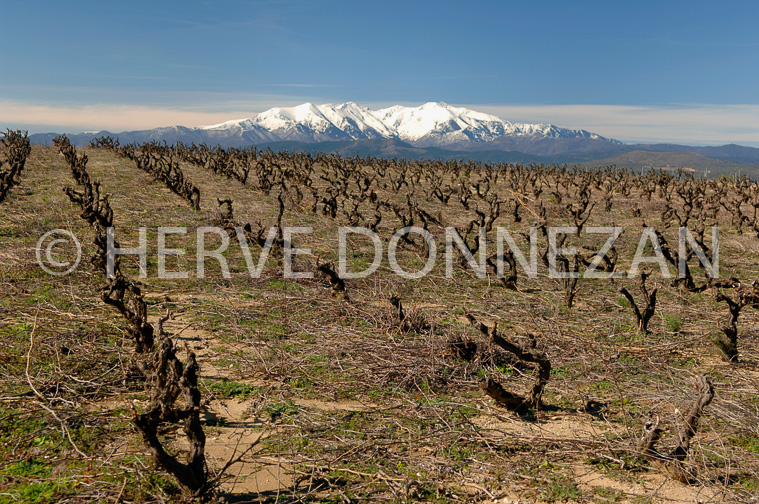 2673_46117_VIGNES_CNIGOU