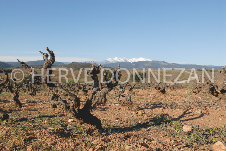 2682_46573_VIGNES_CASOT_CANIGOU