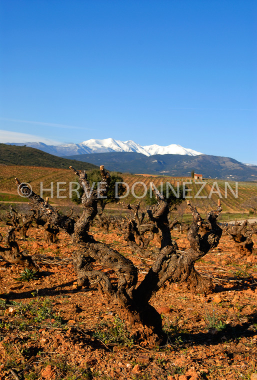 2683_46574_VIGNES_CANIGOU_CASOT_