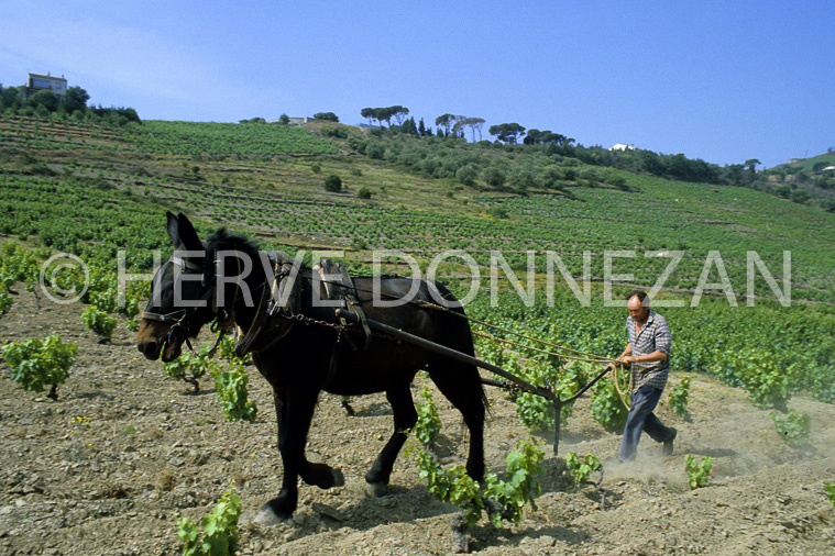 2721_61852_VIGNES_BANYULS_LABOUR