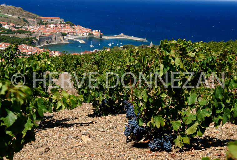 2759_52250_COLLIOURE_VIGNE