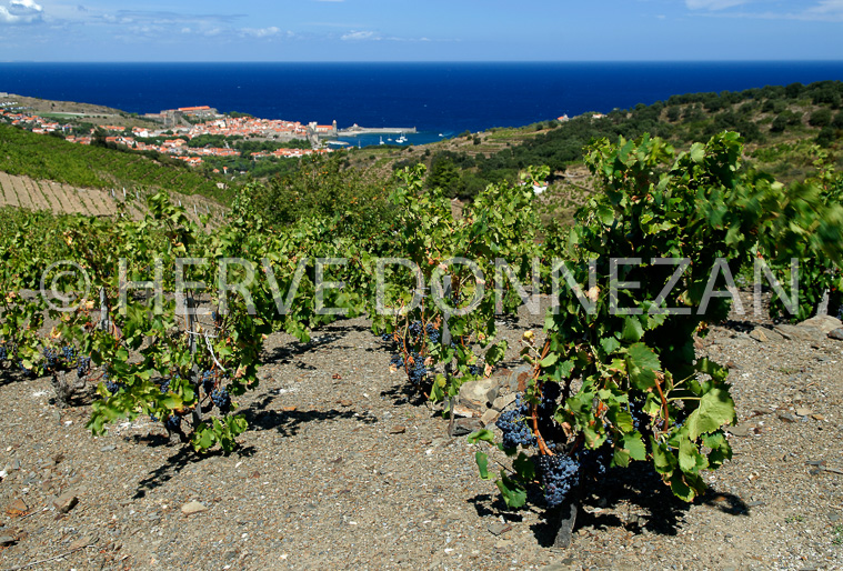 2763_52260_COLLIOURE_VIGNES