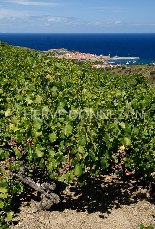 2765_52265_COLLIOURE_VIGNES